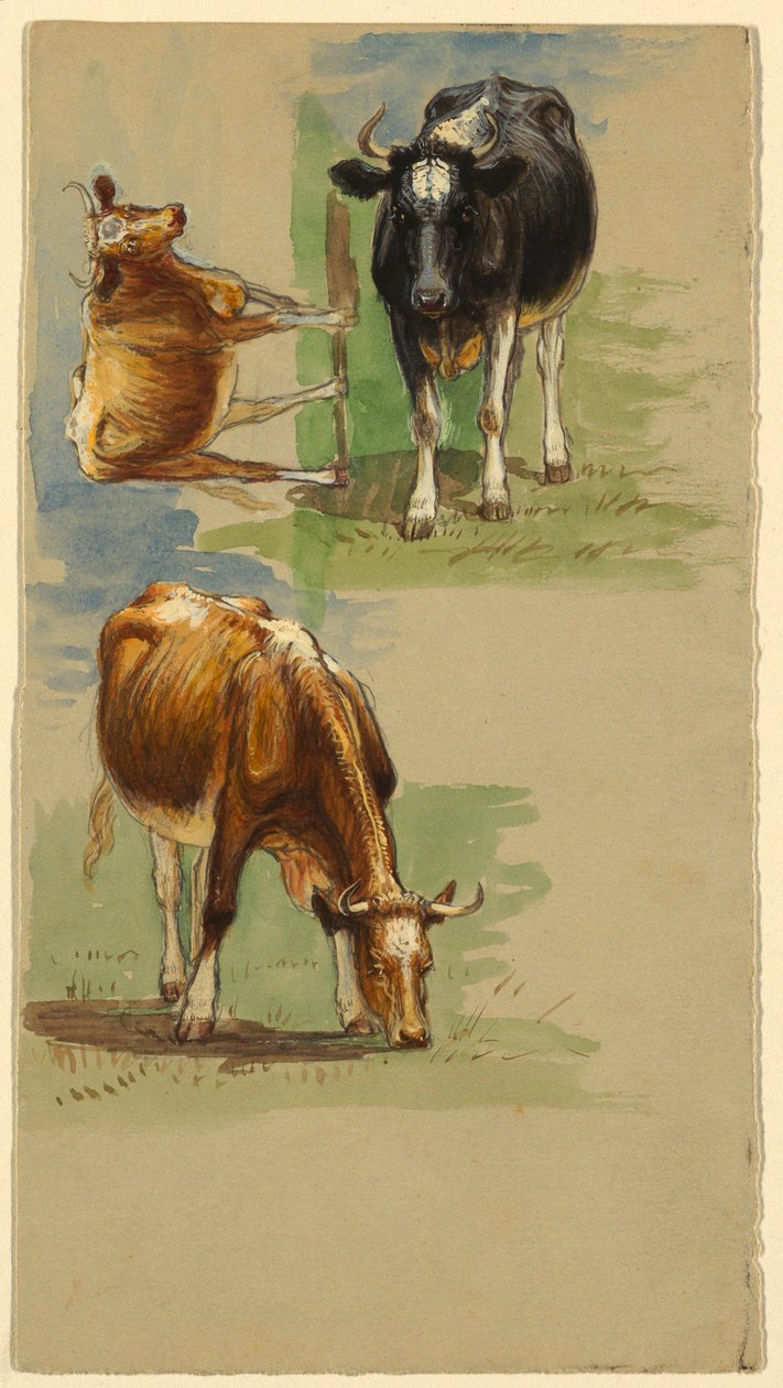 Kresba, skot, volové, 1875-80 od Samuel Colman