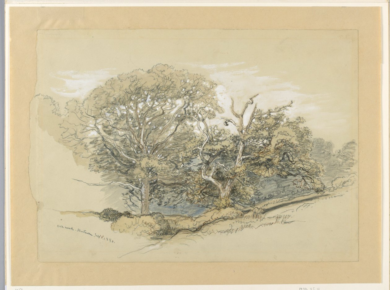 Kresba, Oak Wood, Montauk, New York, 8. září 1880 od Samuel Colman