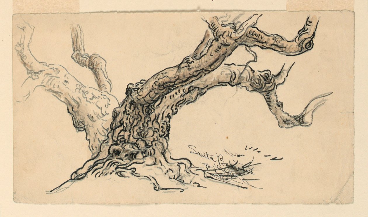 Kreslení, náčrty. Platany, Santa Barbara, Kalifornie, asi 1888 od Samuel Colman