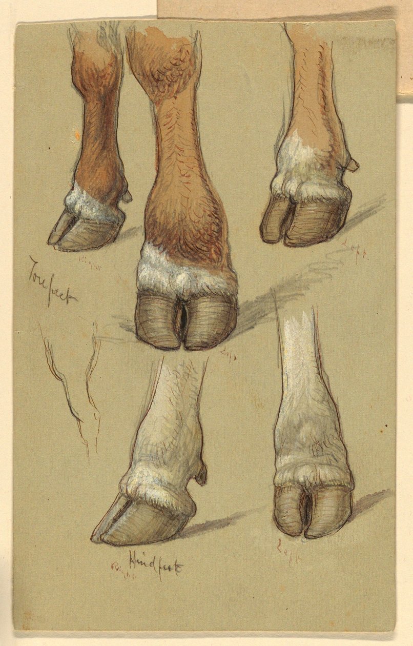 Kresba, Studie podle dobytka, 1871 od Samuel Colman