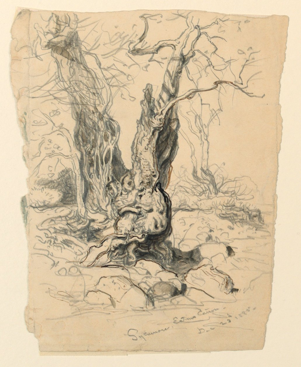 Kresba, studie. Stromy, 23. prosince 1885 od Samuel Colman