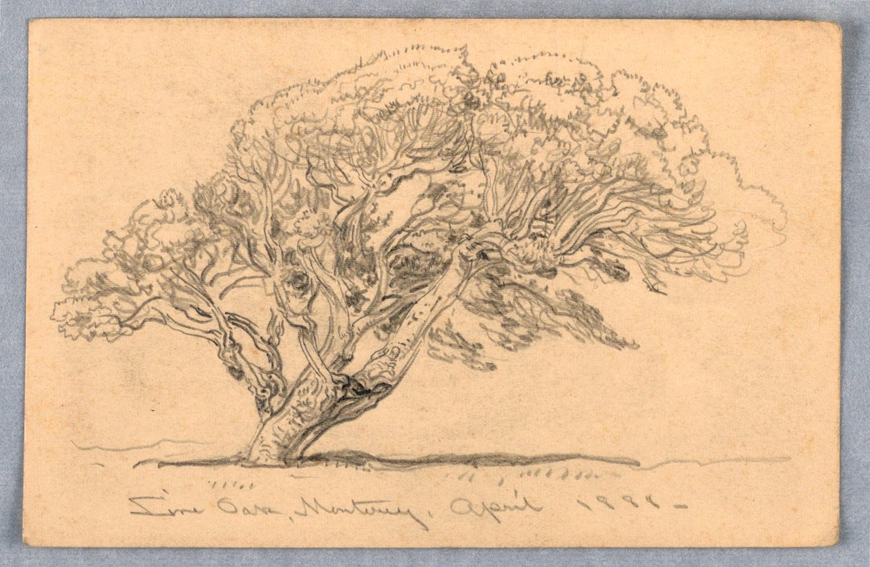 Kresba, studie. Stromy, Santa Barbara, Kalifornie, 1888 od Samuel Colman