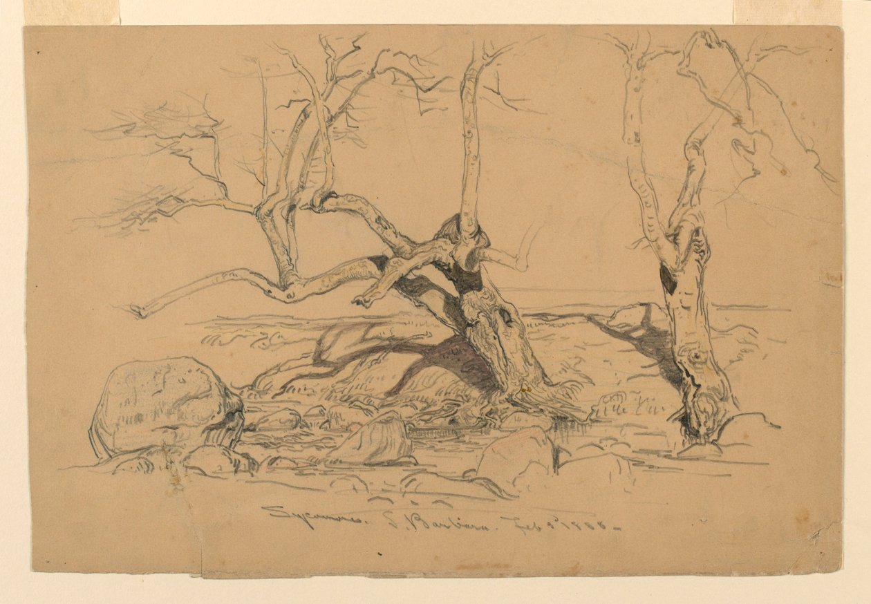 Kresba, studie. Stromy, Santa Barbara, Kalifornie, 3. února 1888 od Samuel Colman