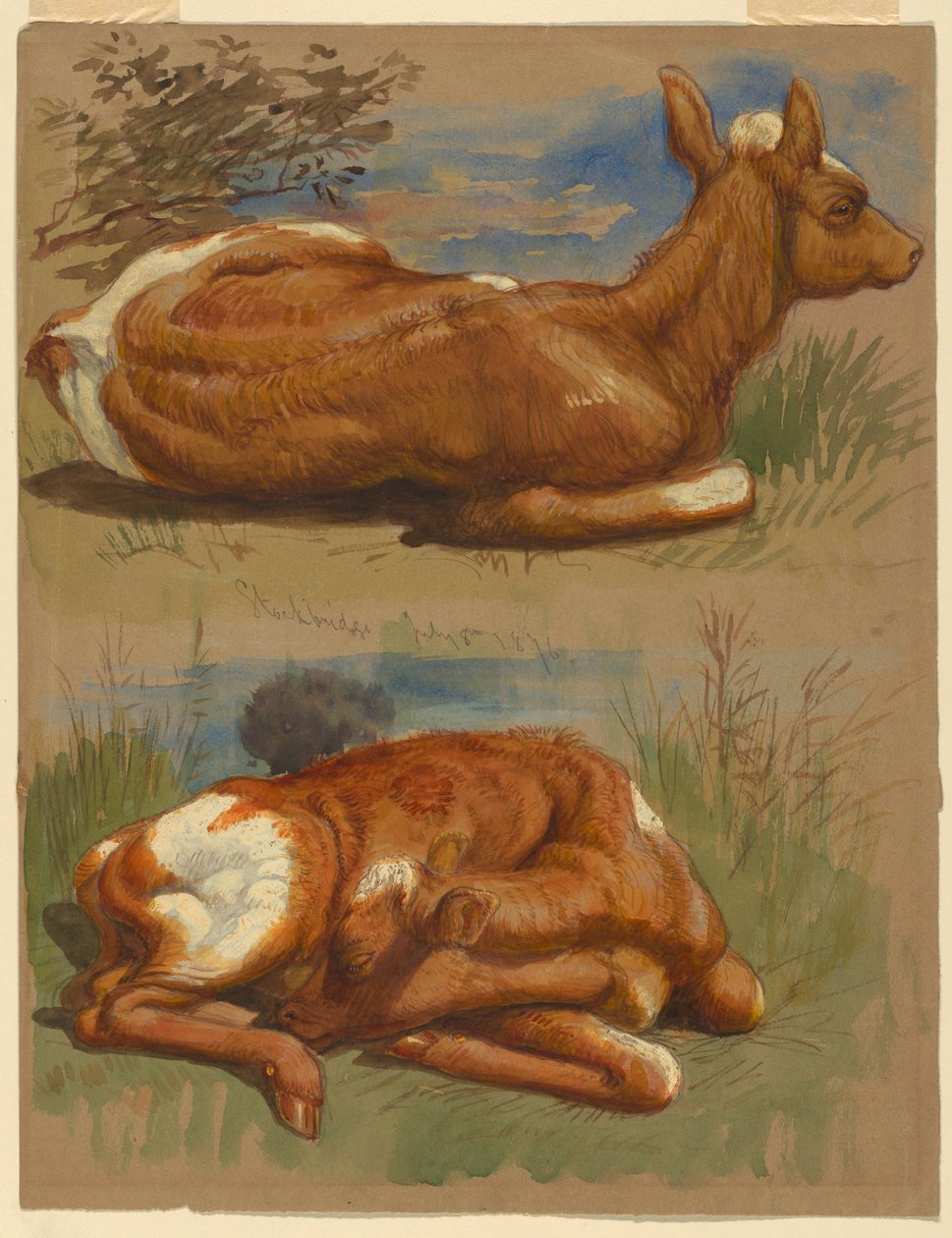 Kresba, Tři studie telat, Stockbridge, 7. července 1876 od Samuel Colman