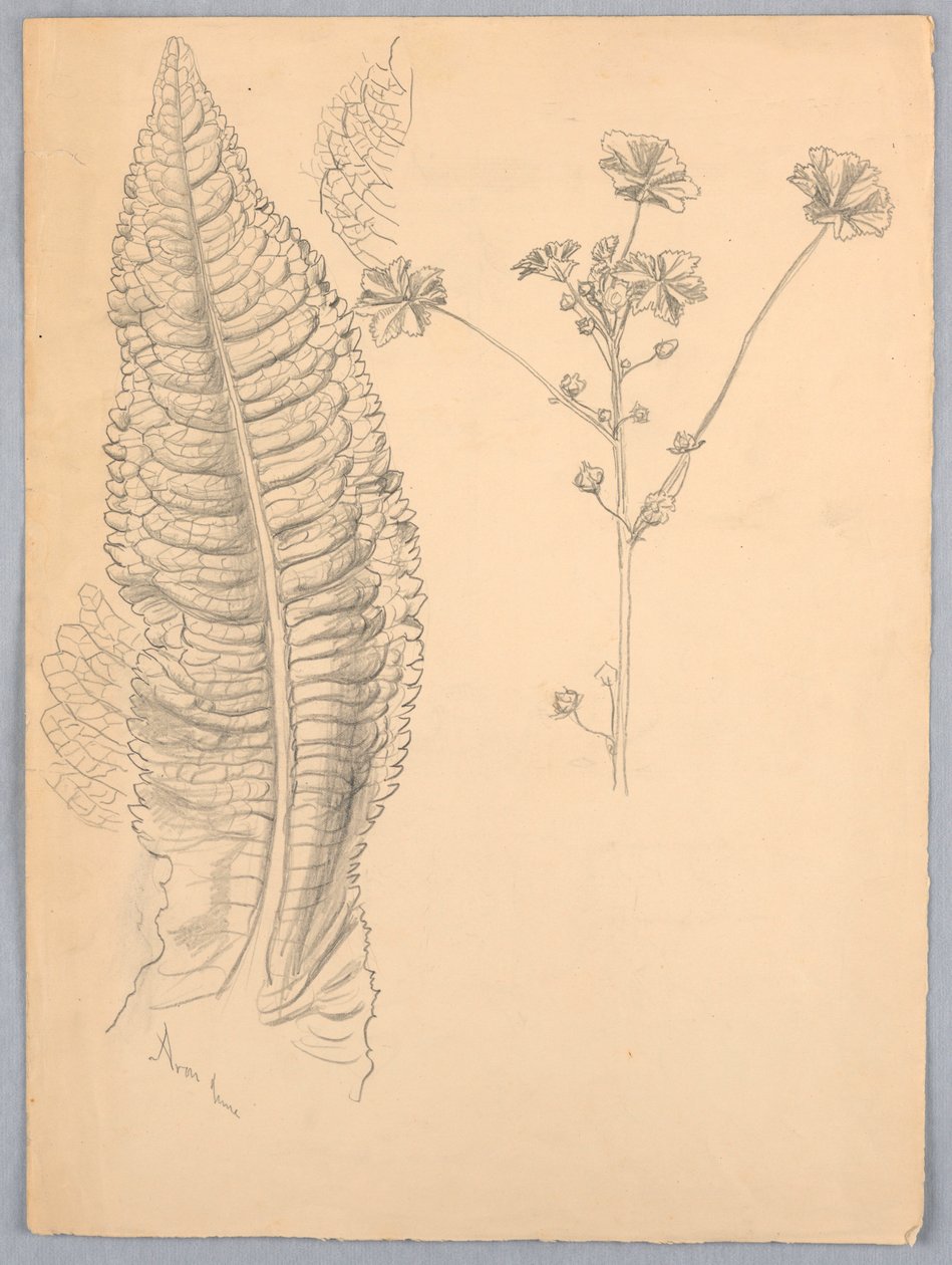 Listové studie od Samuel Colman