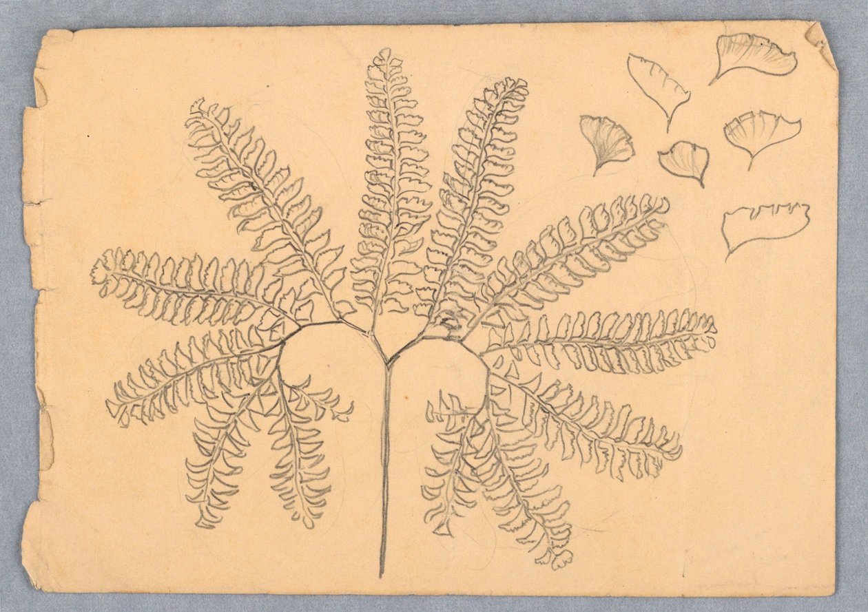 Maidenhair Fern od Samuel Colman