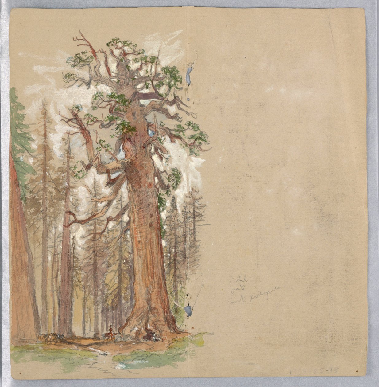 Dub a Evergreen od Samuel Colman