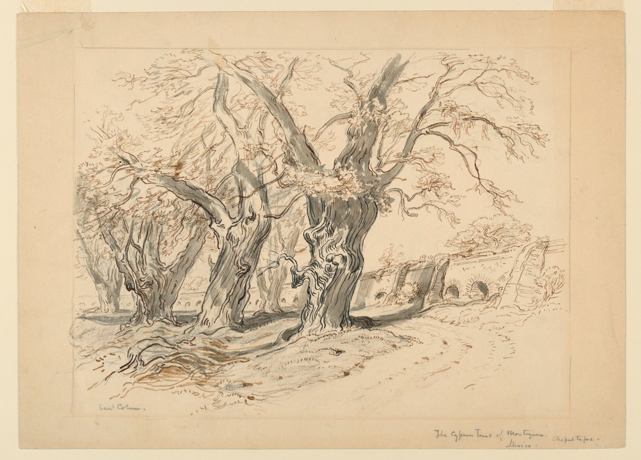 Studie pro The Cypress Trees of Montezuma, Park of Chapultepec, Mexiko od Samuel Colman