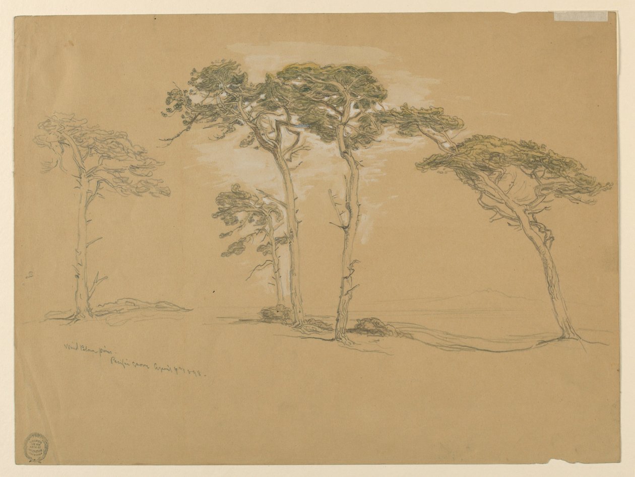 Naváté borovice, Pacific Grove. Verso: Silnice po pobřeží Tichého oceánu do Point Sur. od Samuel Colman