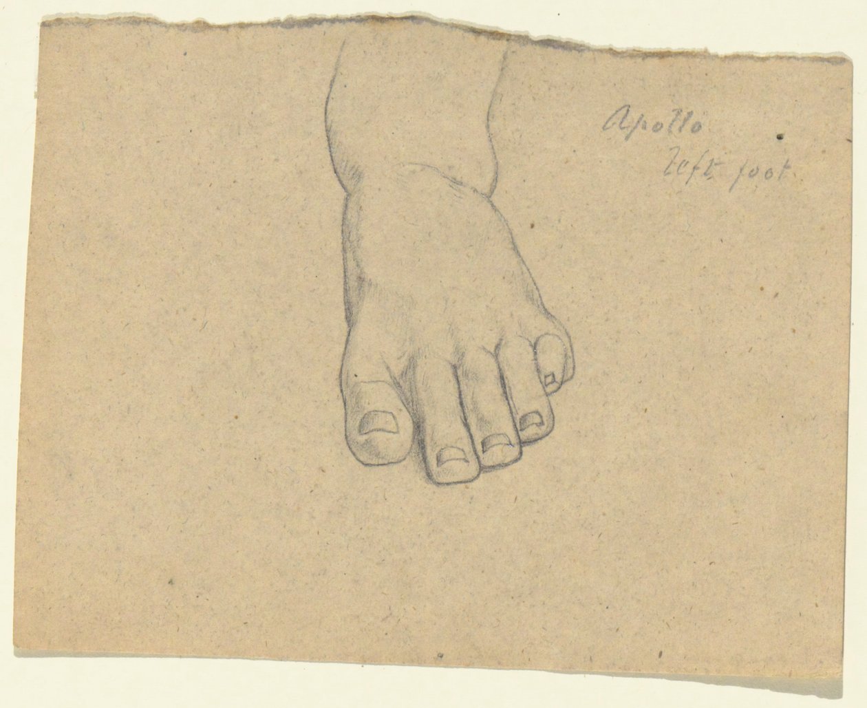 Studie k Soudu Jupitera (Apollo, levá noha) od Samuel Finley Breese Morse