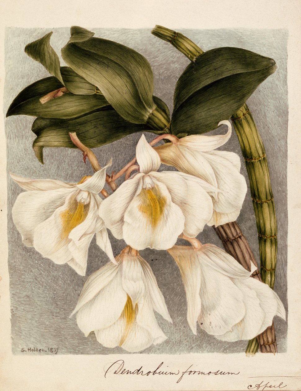Dendrobium Formosum, cca 1839 (akvarel) od Samuel Holden