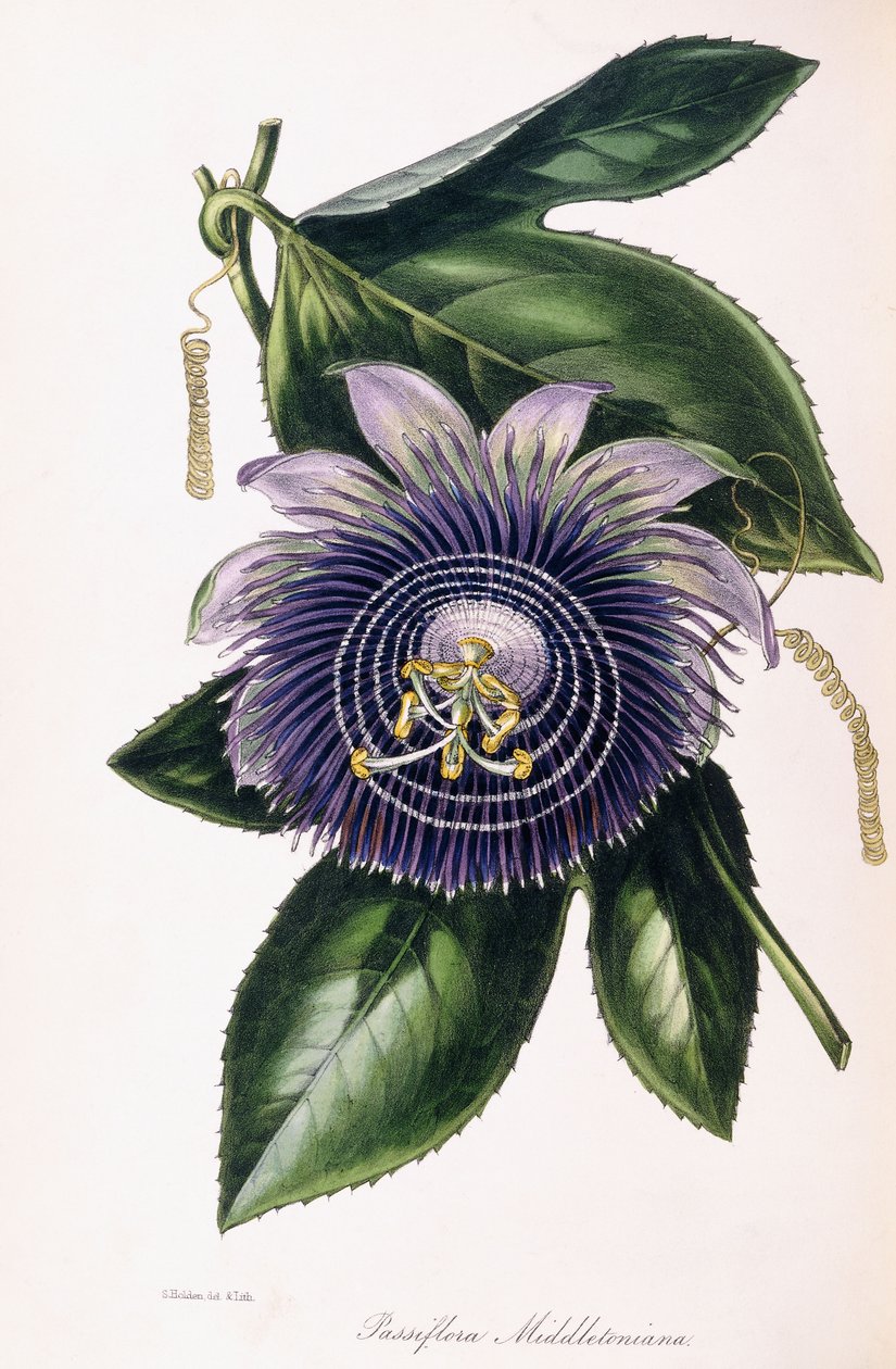 Passiflora Middletoniana, kolem 1834-1849 od Samuel Holden