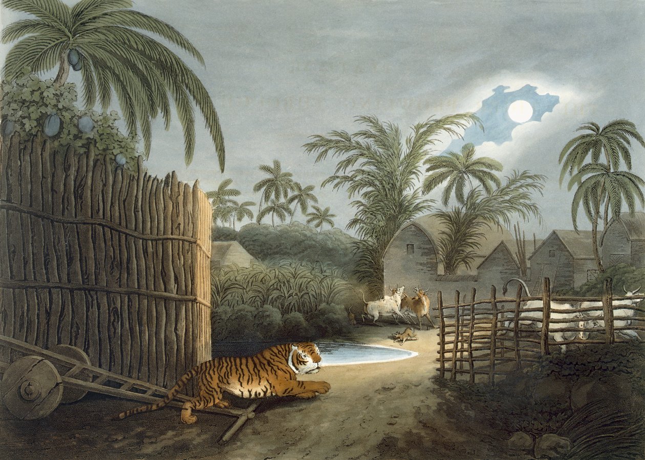 Tygr procházející vesnicí (dobytek v hrůze), z knihy "Orientální polní sporty" od Thomase Williamsona, 1808. od Samuel Howett