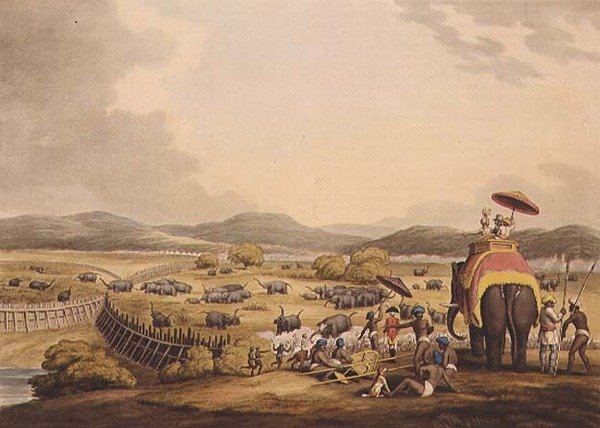Driving Elephants Into A Keddah, od "Oriental Field Sports", hospoda. od Edwarda Orma od Samuel Howett