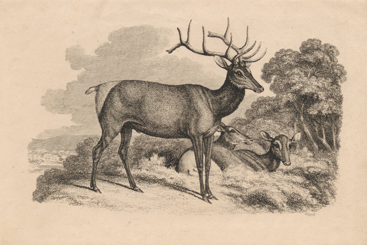 Buck and Two Doe od Samuel Howitt