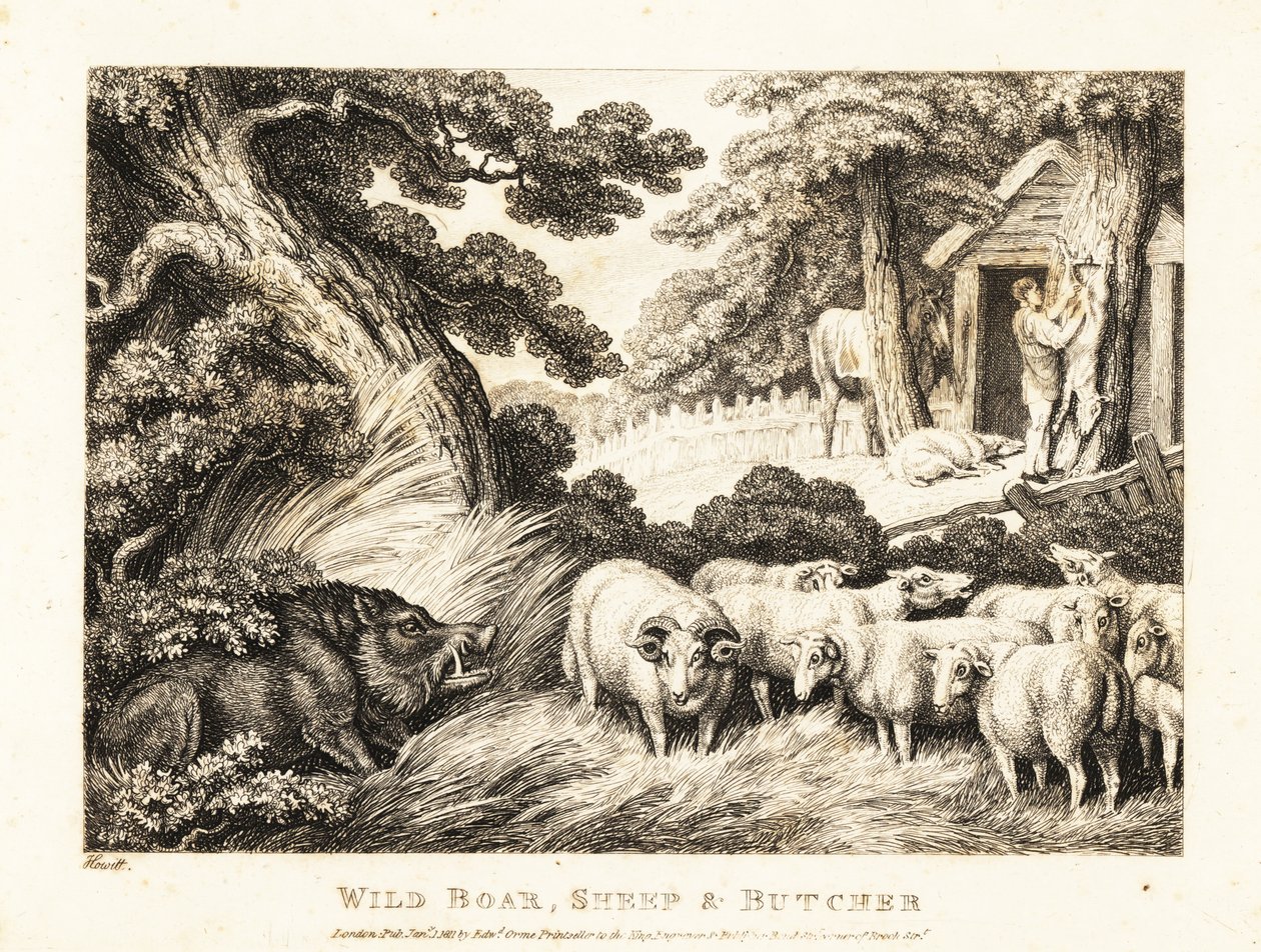 Stádo ovcí čeká na porážku řezníkem. 1811 (lept) od Samuel Howitt