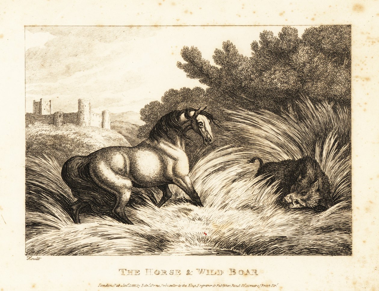 Kůň a divočák stojí proti sobě na pastvině. 1811 (lept) od Samuel Howitt