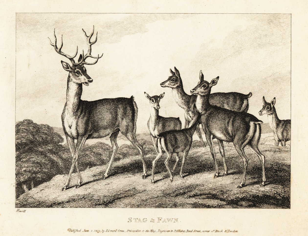 Jelen se srnkami a srnčaty. Jelen a kolouch. 1811 (lept) od Samuel Howitt