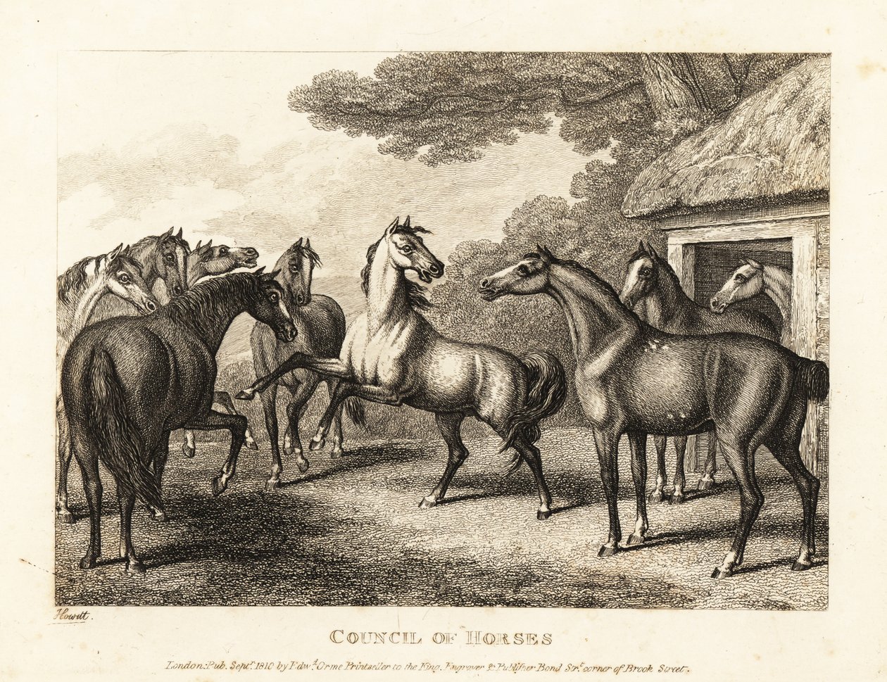 Mladé hříbě se snaží vyvolat vzpouru ve stájích. 1811 (lept) od Samuel Howitt