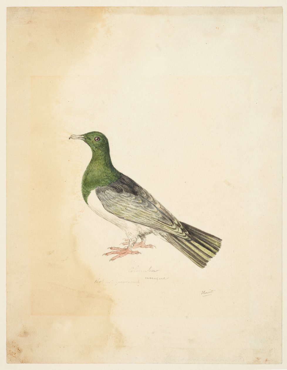 Bird - Columba, cca 1765-22 (grafit, pero a šedý inkoust a akvarel na tkaném papíře) od Samuel Howitt