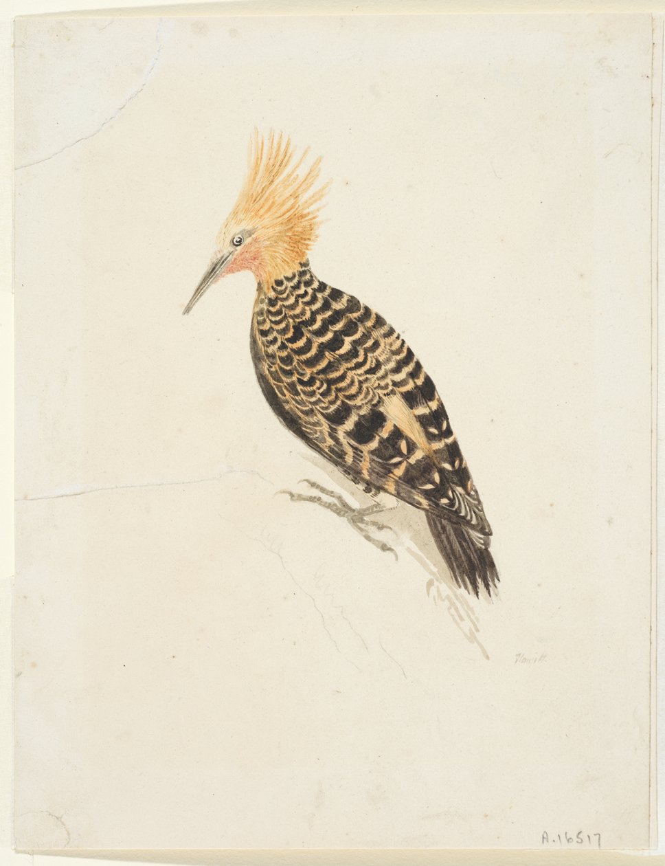 Bird, cca 1765-22 (grafit a akvarel na tkaném papíře, položen) od Samuel Howitt