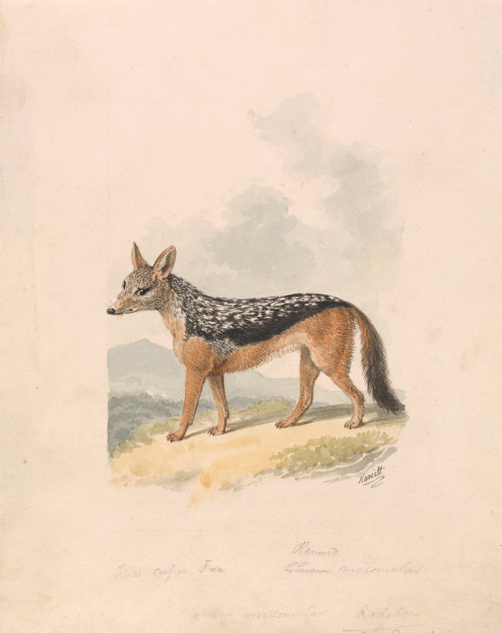 Šakal černohřbetý od Samuel Howitt