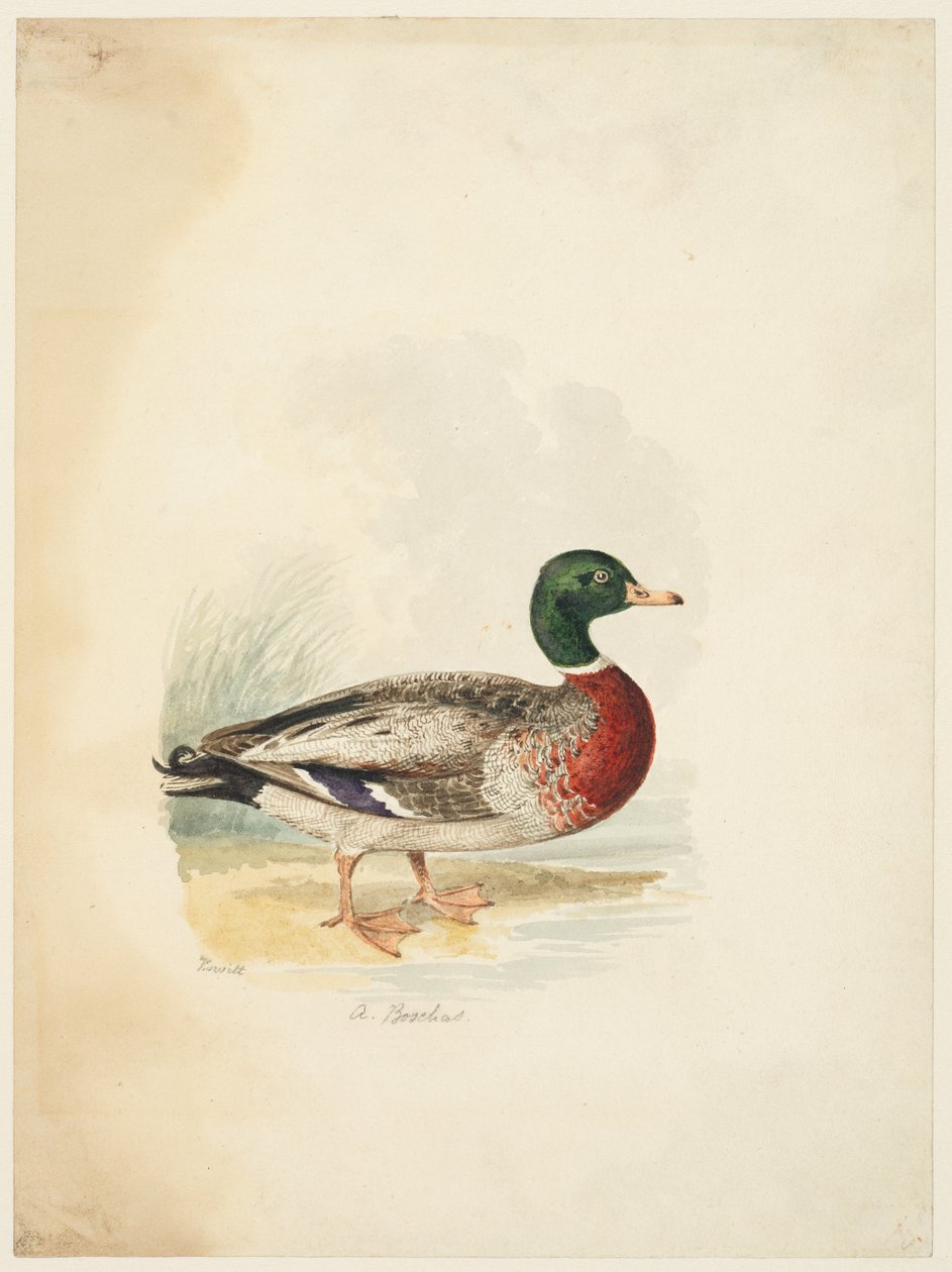 Ankka - Anas boschas (recto), n. 1813-22 (grafiitti, kynä & ruskea muste & akvarelli, grafiitti kudospaperille) od Samuel Howitt
