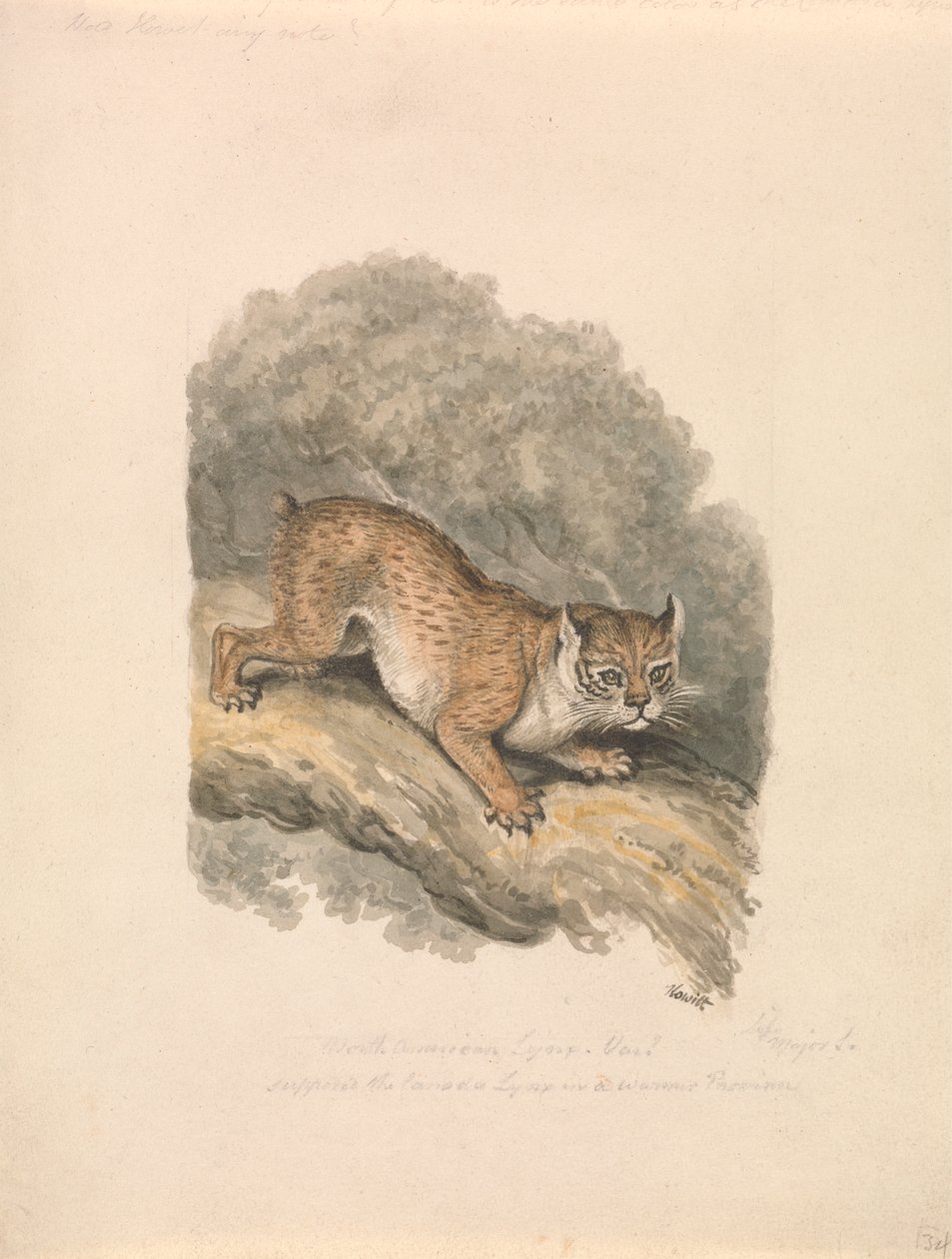 Lynx severoamerický od Samuel Howitt