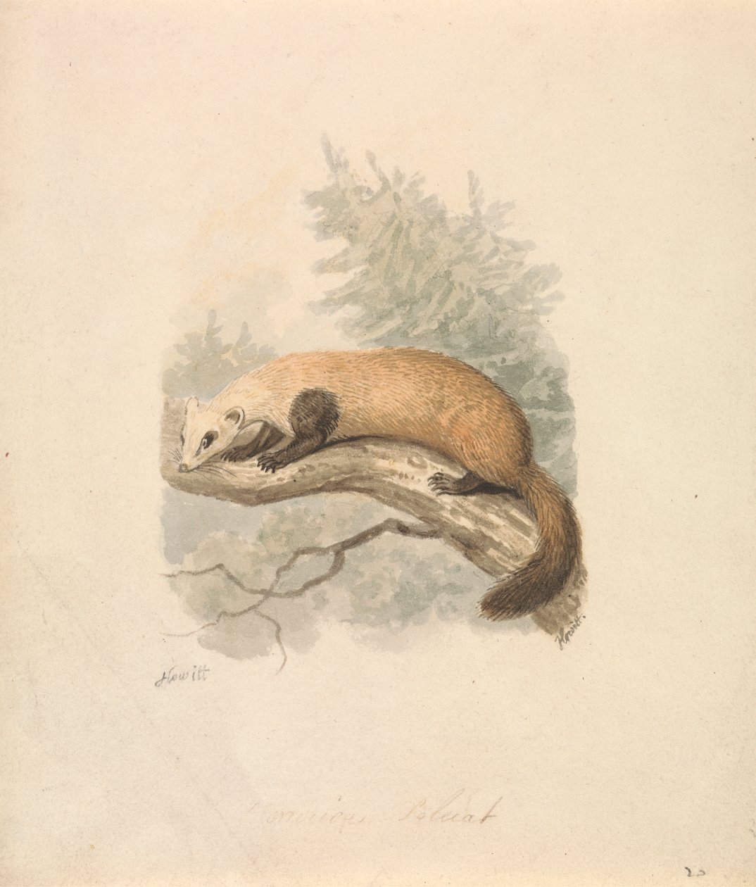 Tchoř od Samuel Howitt