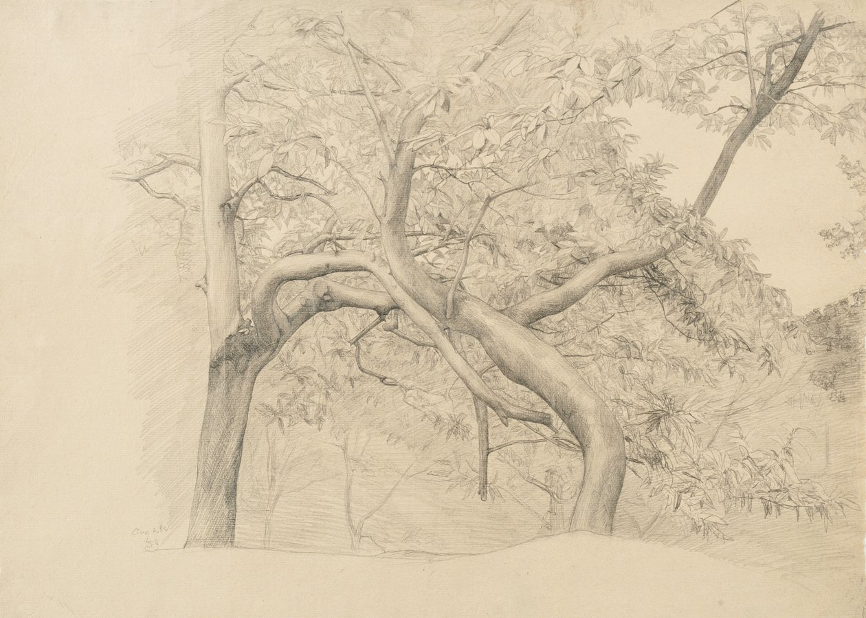 Houština stromů v listí, 1884 (grafit na leštěném papíře) od Samuel Isham