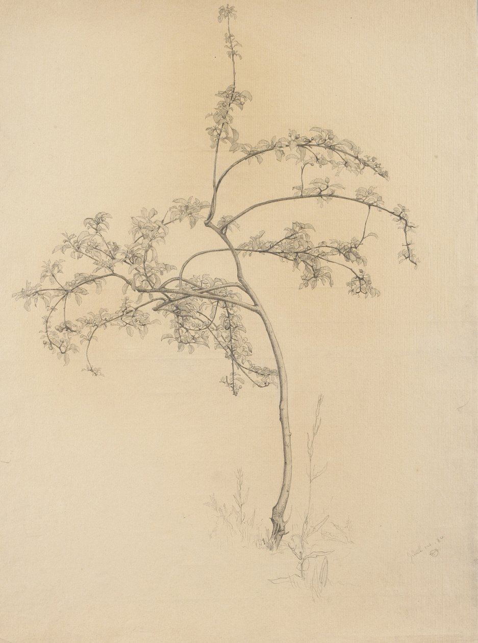 Kvetoucí strom, 1884 (grafit na leštěném papíře) od Samuel Isham
