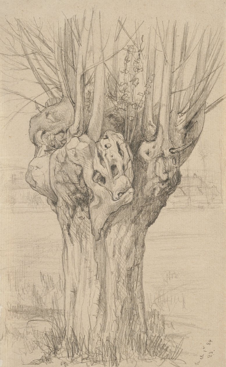 Skvrnitý strom, 1884 (grafit na leštěném papíře) od Samuel Isham