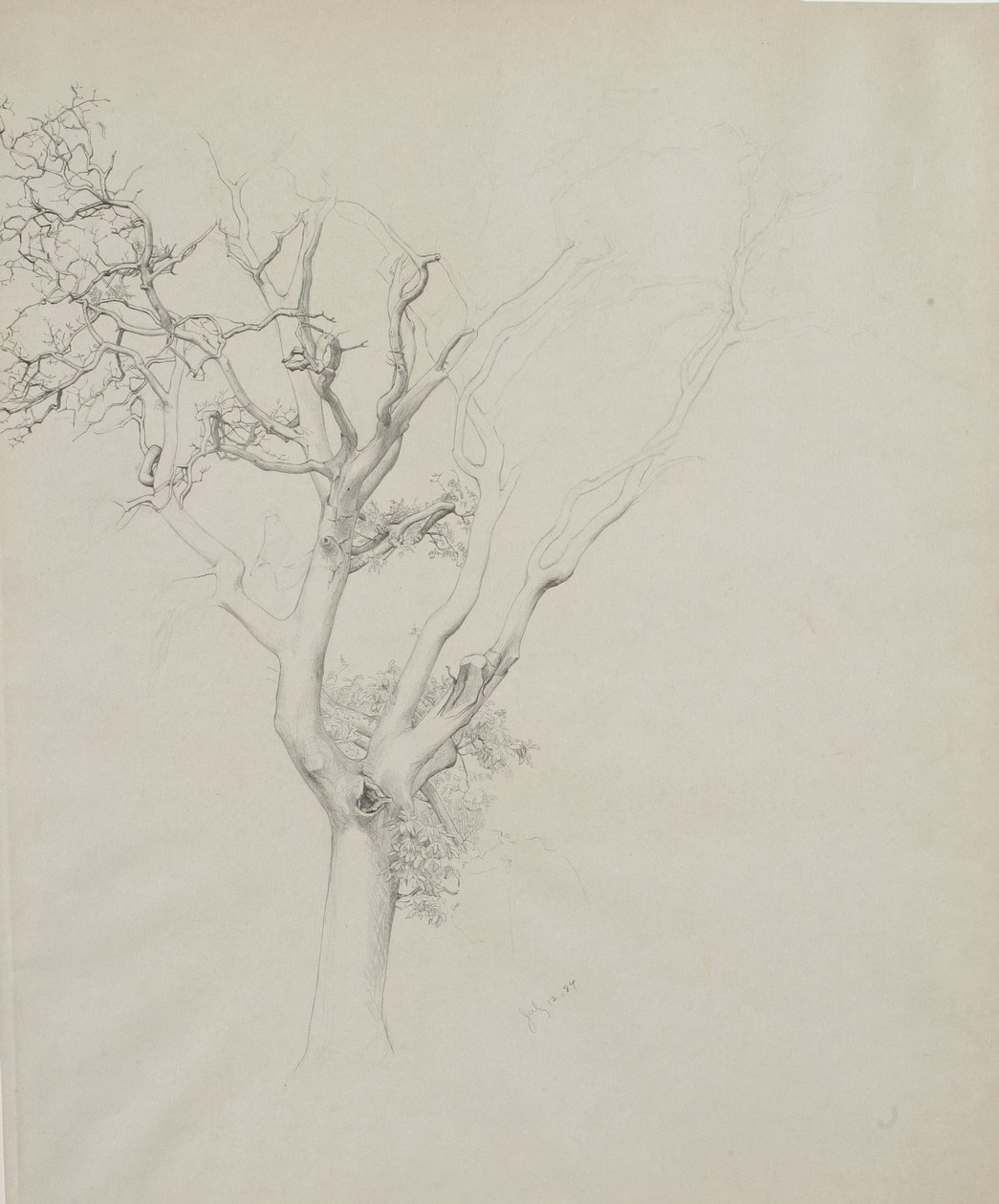 Stromová studie, 1884 (grafit na šedém tkaném papíru) od Samuel Isham