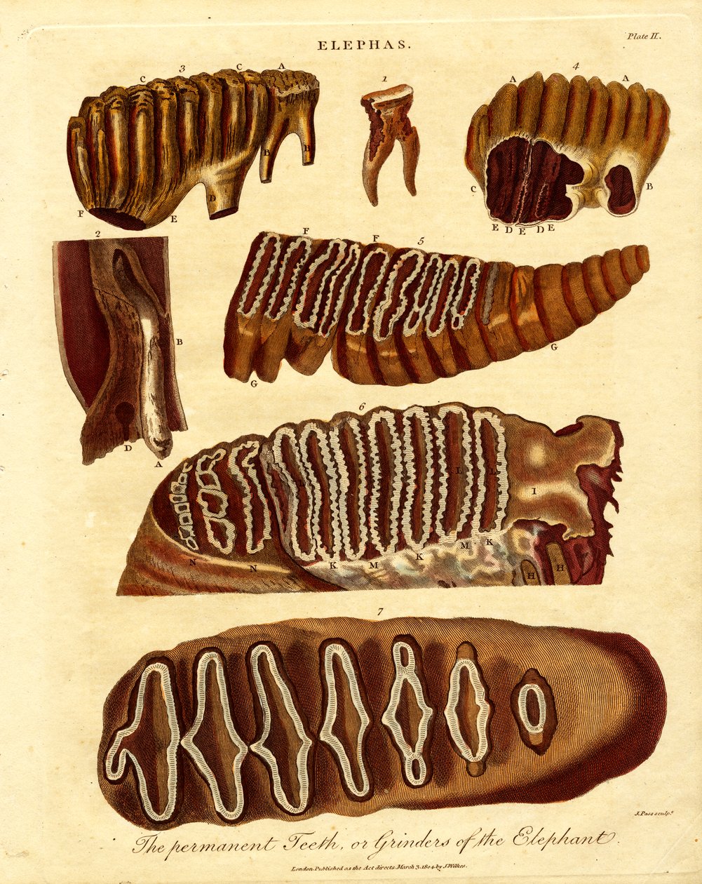 Stálé zuby; neboli brusky slona od Samuel John Neele