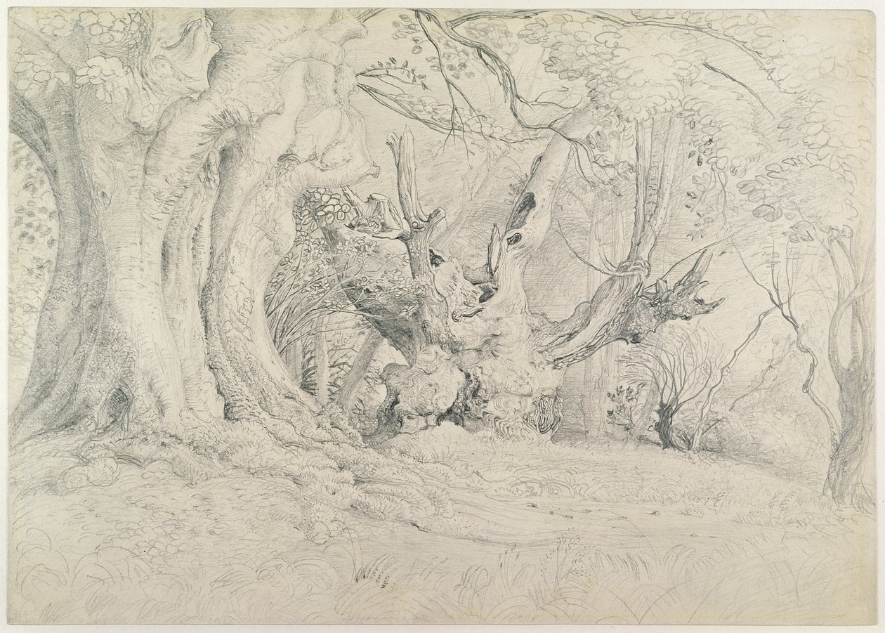 Prastaré stromy, Lullingstonský park, 1828 (grafit na papíře) od Samuel Palmer