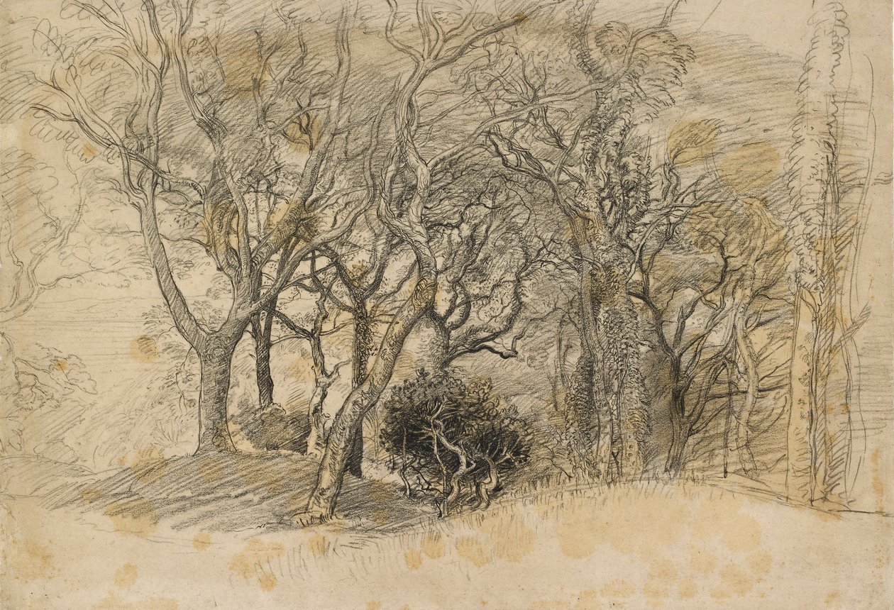 Studie stromů, Clovelly Park, 1834 od Samuel Palmer