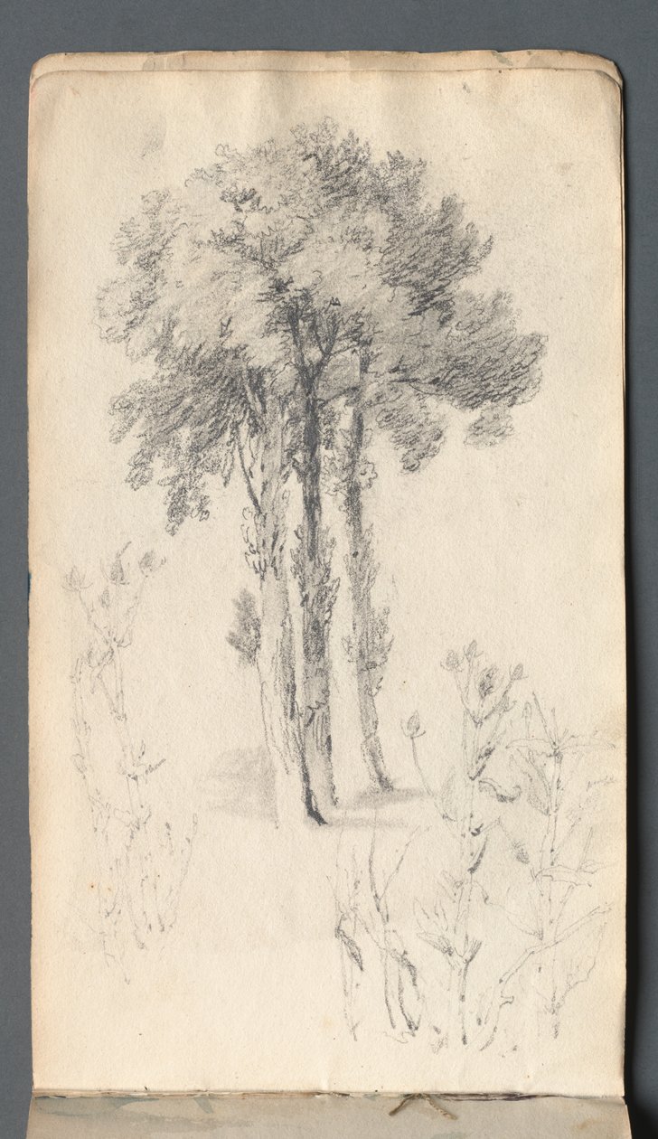 Sketchbook: Tree Study, 1814. od Samuel Prout