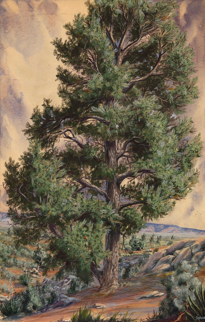 Pine Tree od Sandow