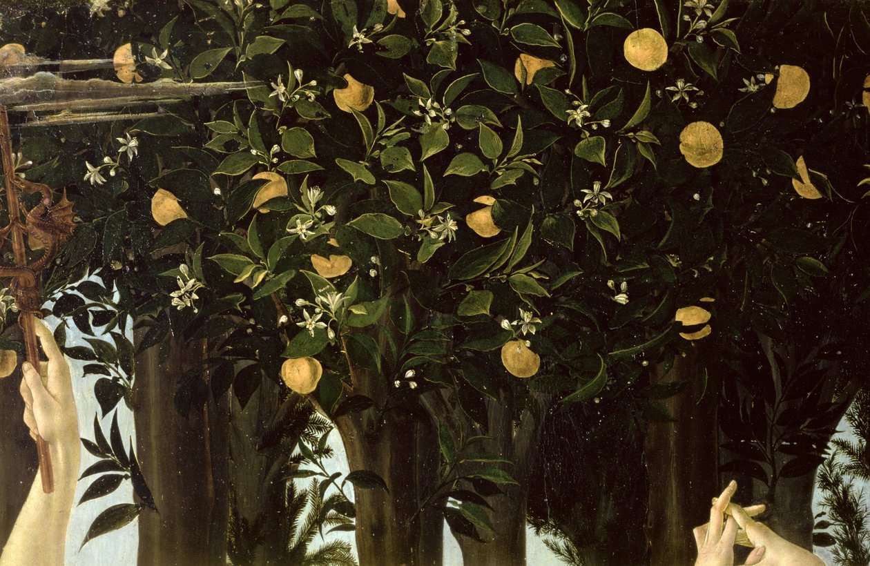 Primavera, detail pomerančovníku, cca 1478 tempera na panelu od Sandro Botticelli