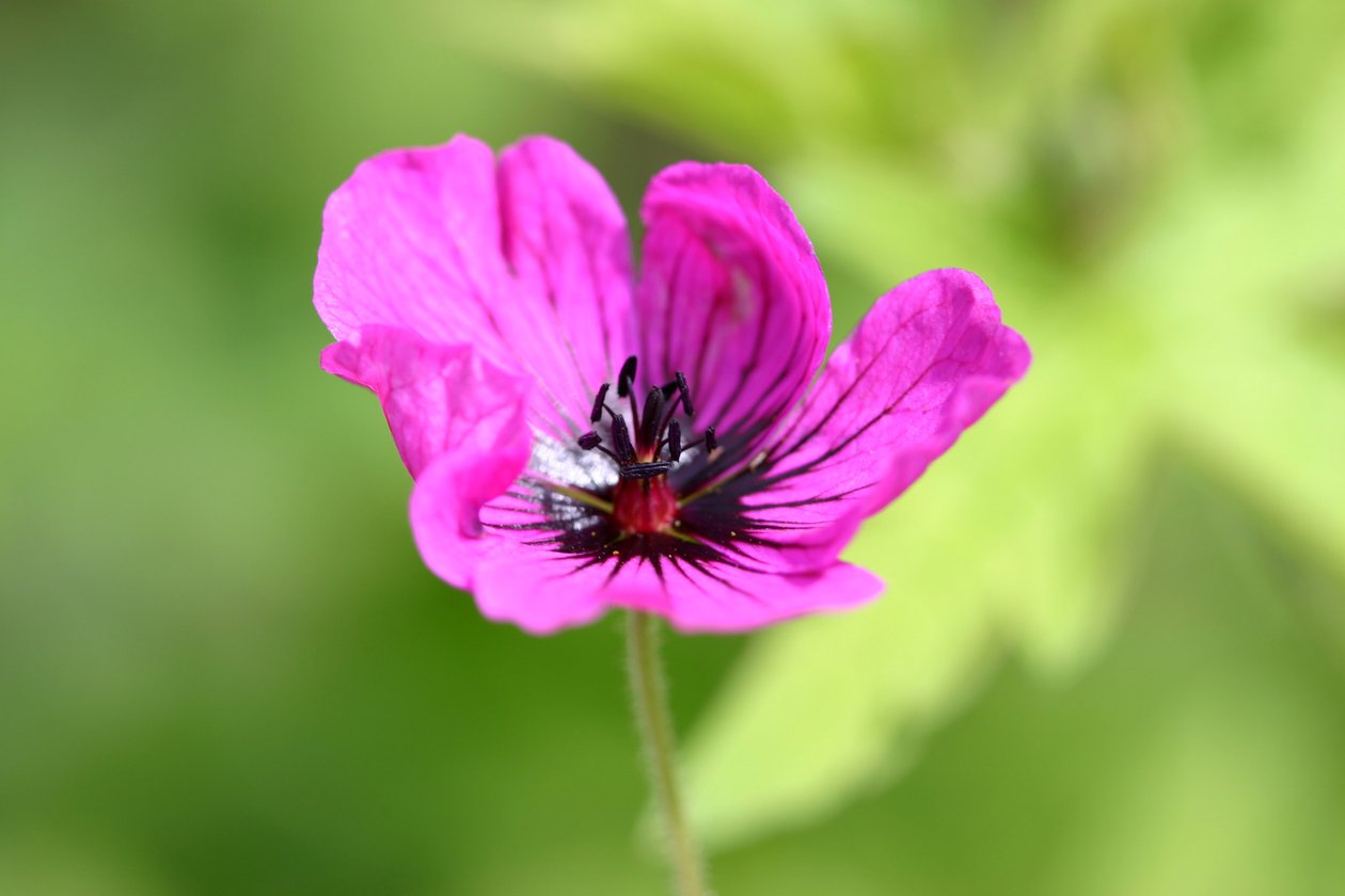 Garsington Anemone, 2009 od Sarah OToole