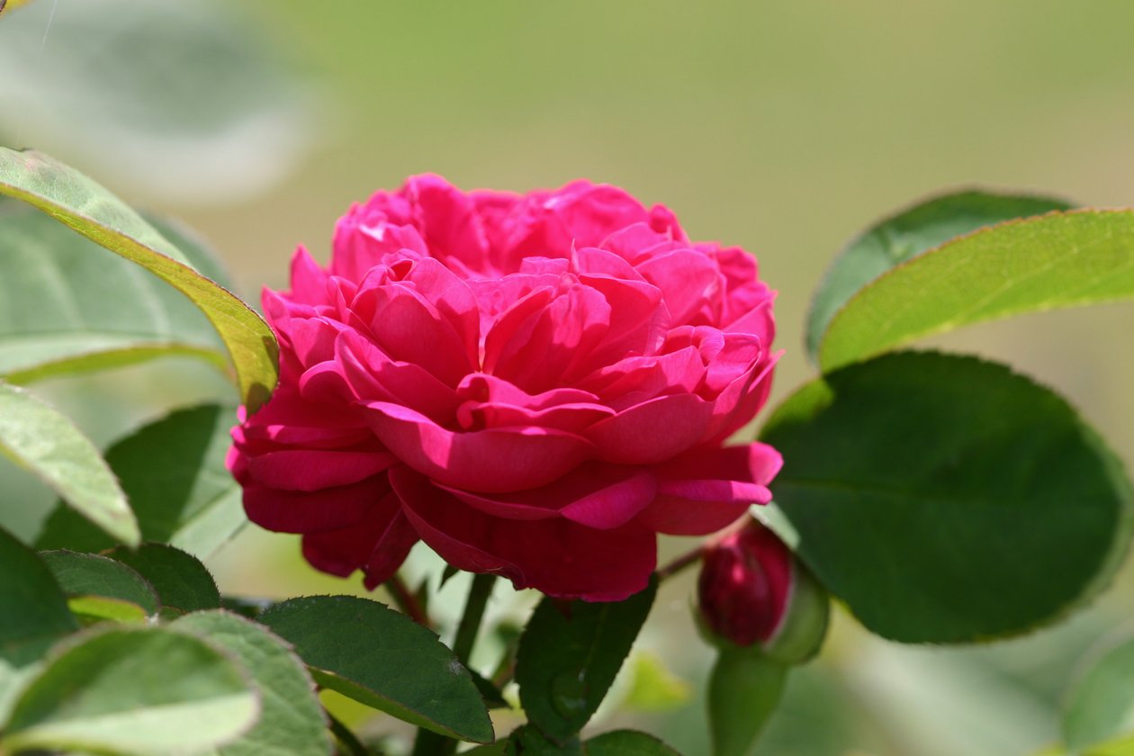 Garsington David Austin Rose, 2009 od Sarah OToole