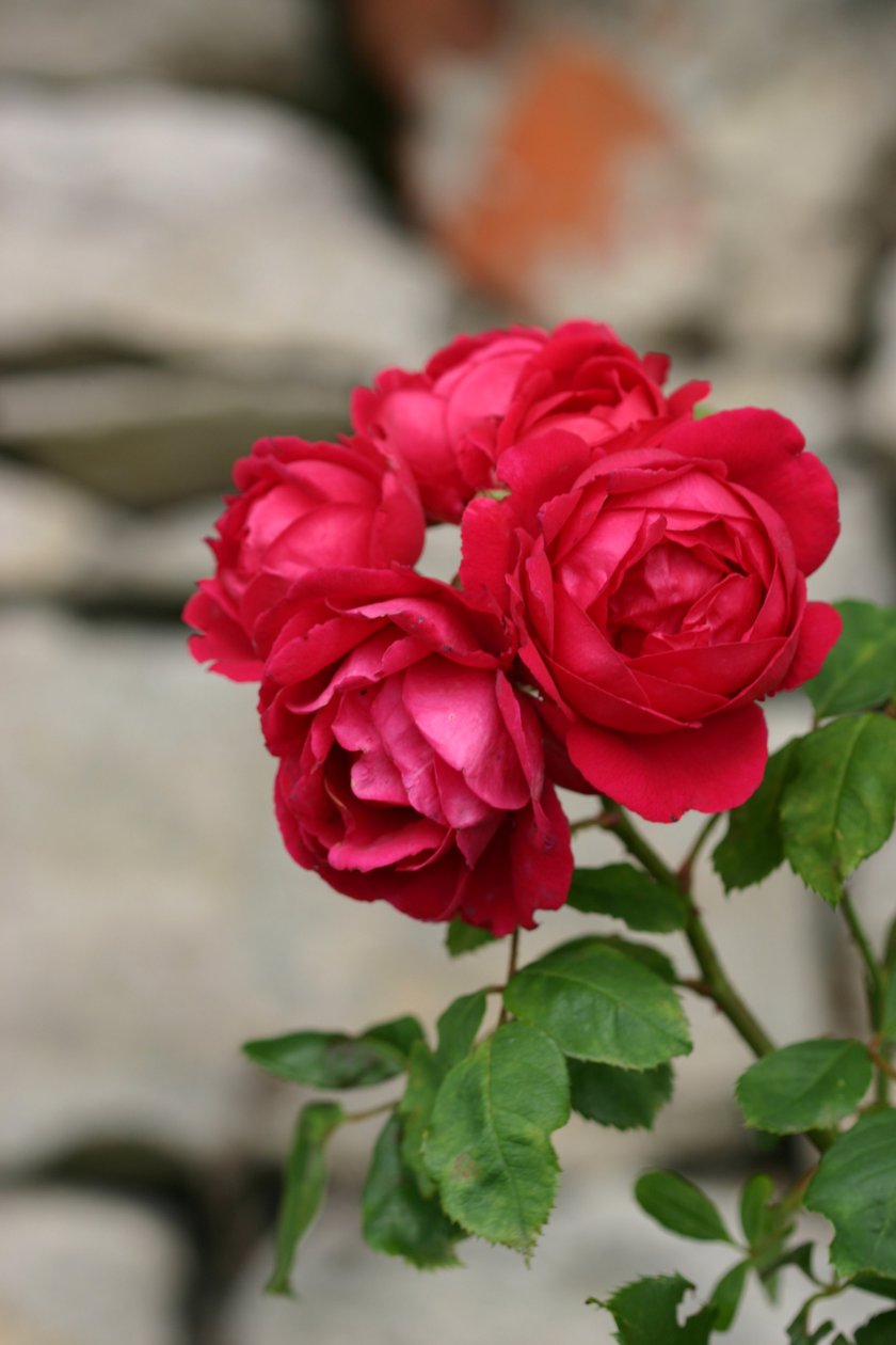 Garsington Rose, 2009 od Sarah OToole