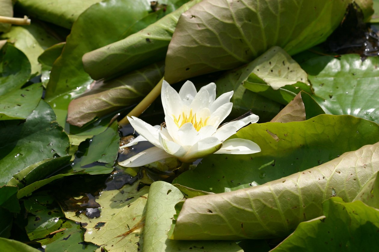 Garsington Waterlily, 2009 od Sarah OToole