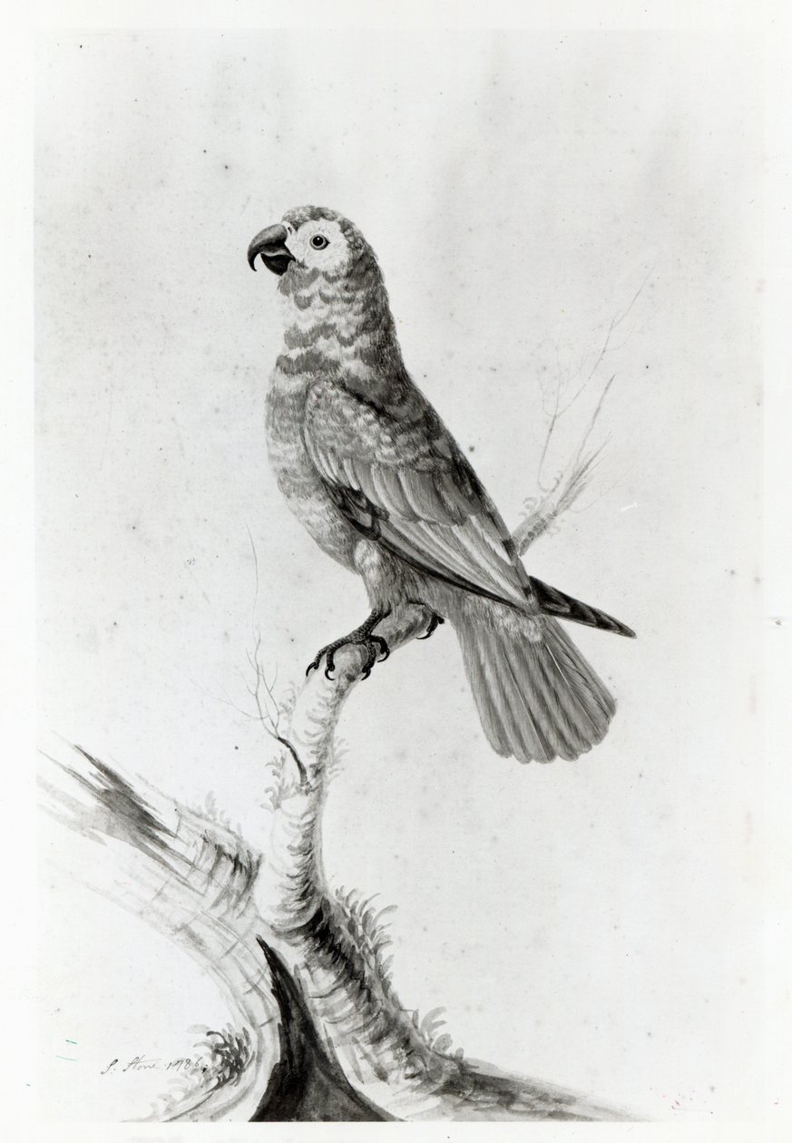 Papoušek, 1786 od Sarah Stone