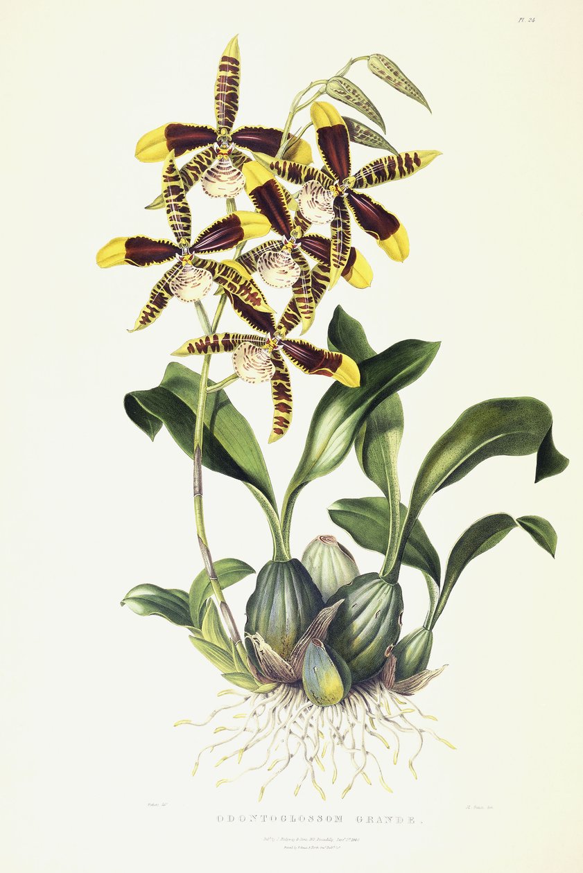 Odontoglossum Grande, kolem 1837-1843 od Miss Drake