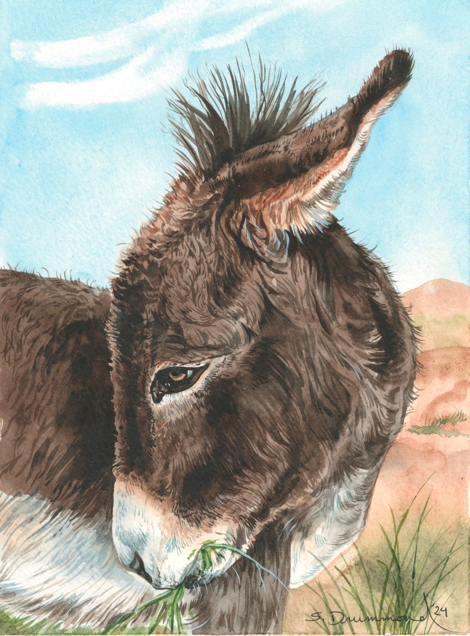 Bashful, 2024 (akvarel na papíře) od Sarah Drummond