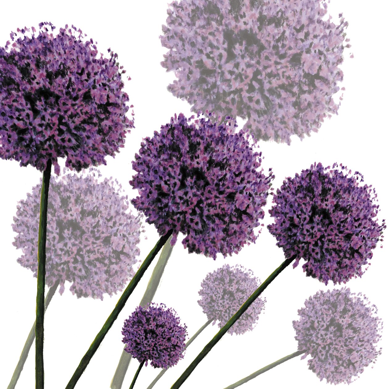 Allium Fernandez, 2004 (digitální) od Sarah Hough