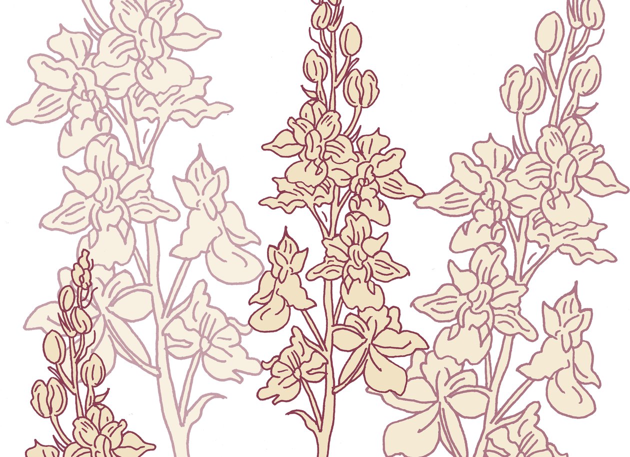 Orchidej, 2017 od Sarah Hough