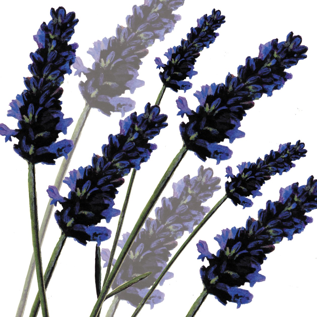 Sweet Lavender, 2004 (digitální) od Sarah Hough
