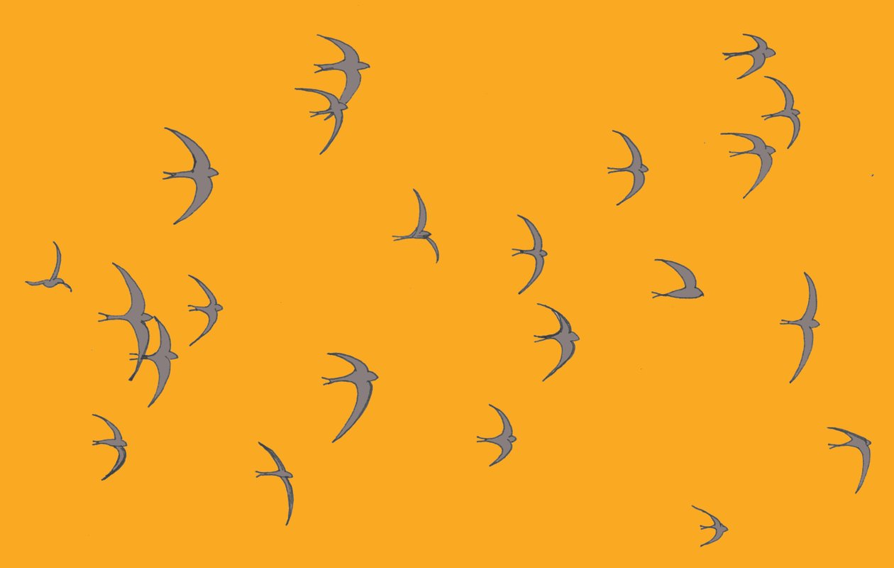 Swifts, 2017 od Sarah Hough